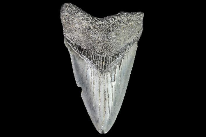 Juvenile Megalodon Tooth - Georgia #111600
